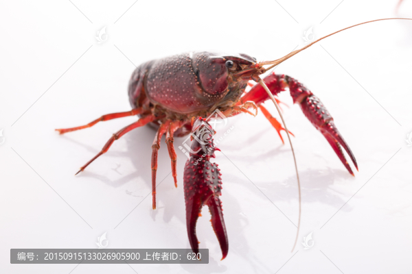小龍蝦
