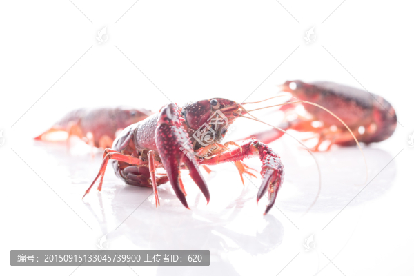 小龍蝦
