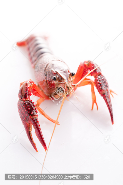 小龍蝦
