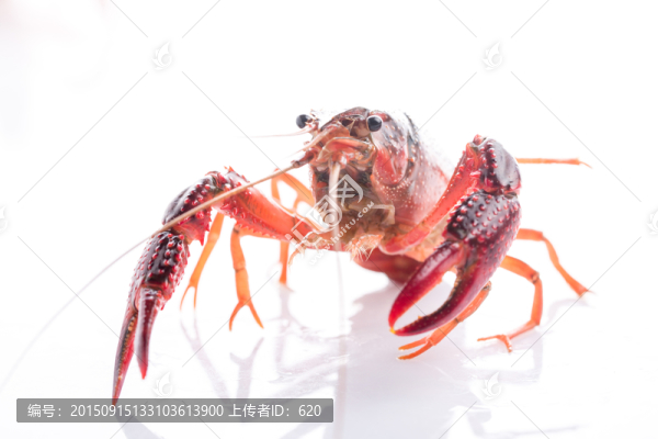 小龍蝦