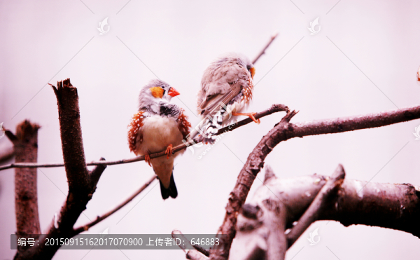 鸚鵡,北京動(dòng)物園,鳥類