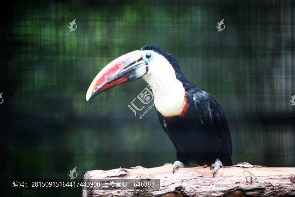雙角犀鳥(niǎo),北京動(dòng)物園,鳥(niǎo)類