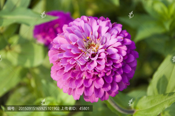 紫色菊花