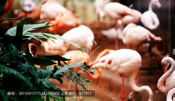 火烈鳥(niǎo),動(dòng)物園,鳥(niǎo)類