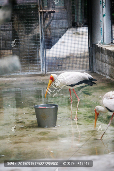 鶴,鳥類,動物園,壽