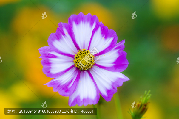 格?；? title=
