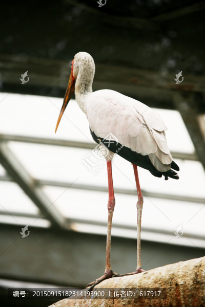 鶴,鳥類,動(dòng)物園