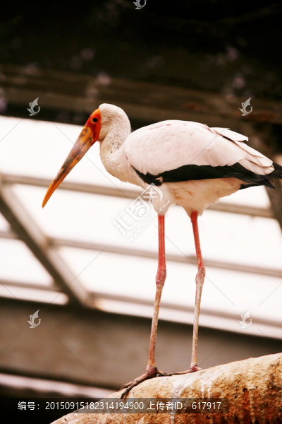 鶴,鳥類,動物園