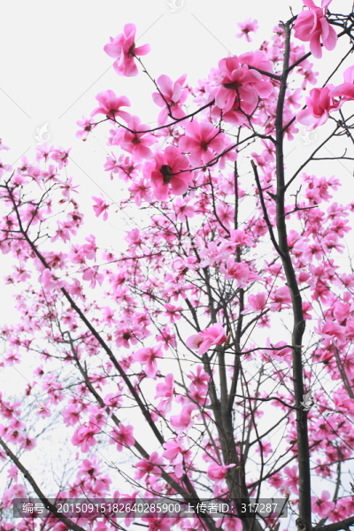 辛夷花