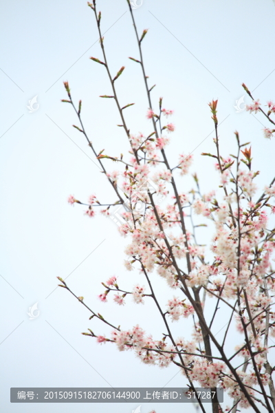 櫻花