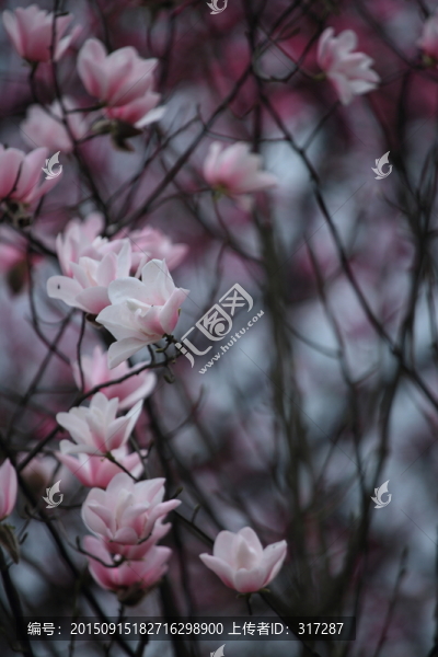 辛夷花