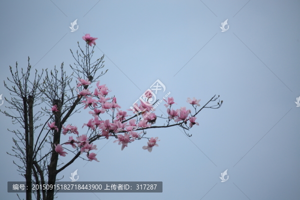 辛夷花