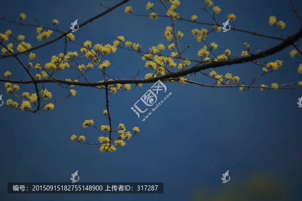 茱萸花