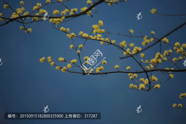 茱萸花