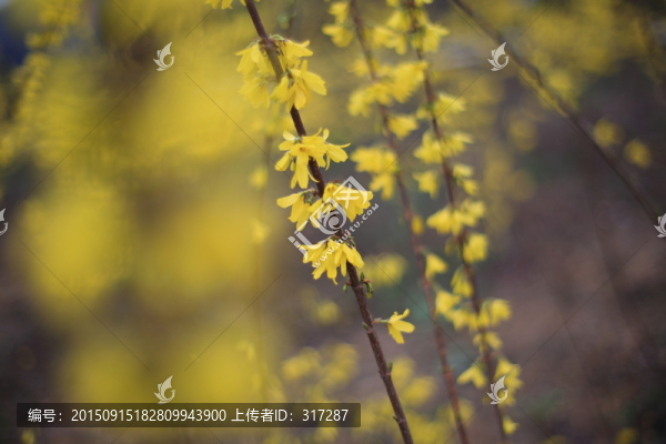 連翹花