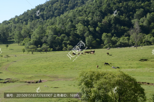 牧場(chǎng)