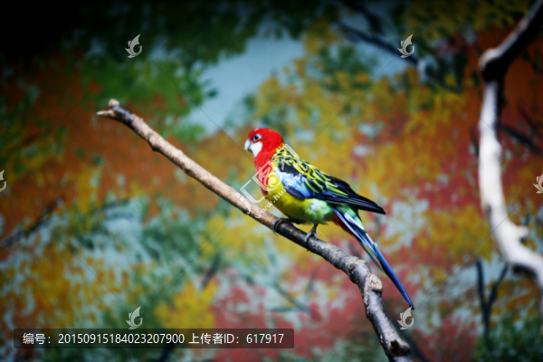 鳥(niǎo)