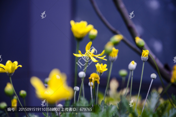小葉菊