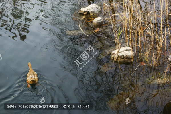 湖中鴨