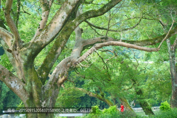 榕樹,女人