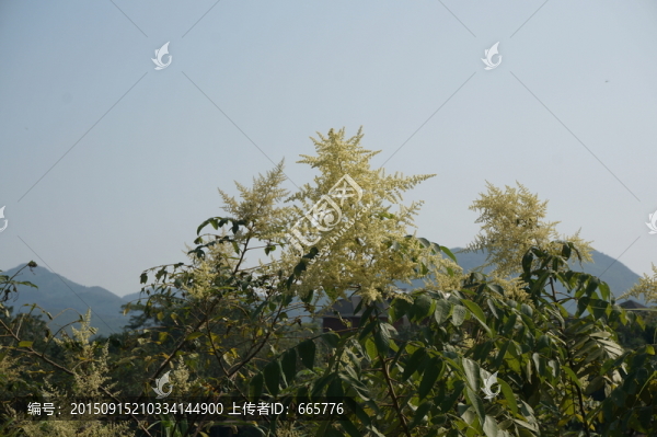 樹花