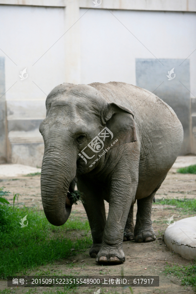 大象,北京動(dòng)物園,動(dòng)物