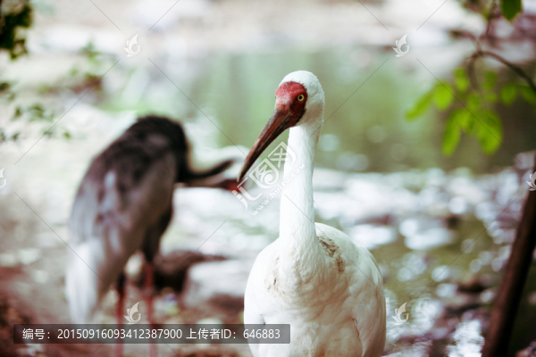 灰鶴,,北京動物園,鶴