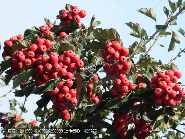 山楂大圖