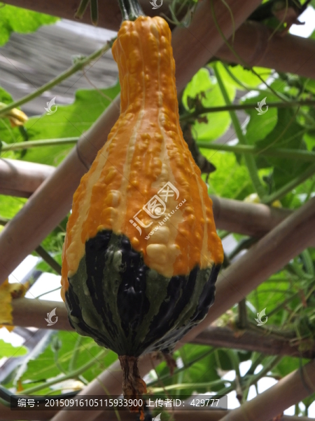 生態(tài)園,蔬菜,瓜