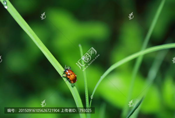昆蟲