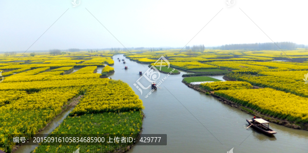 油菜田大圖,油菜花