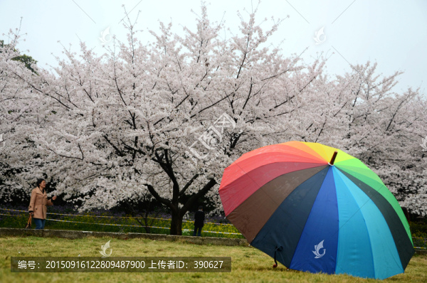 櫻花和彩虹傘