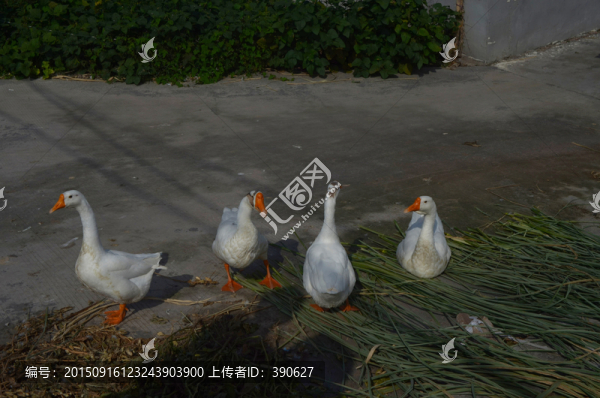 鵝