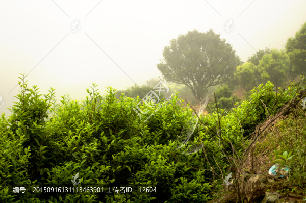 潮州鳳凰天池烏崠茶園云海