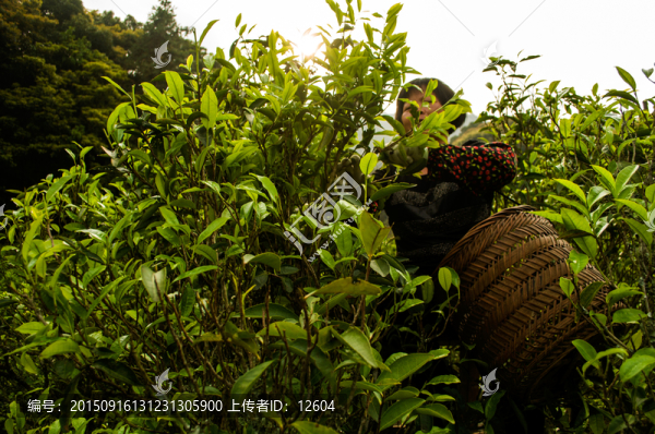 潮安鳳凰采茶