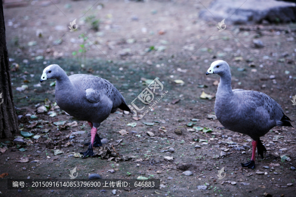 雁,北京動物園,飛禽