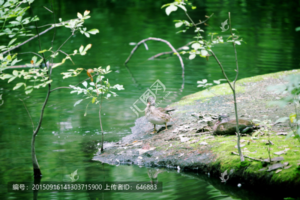 野鴨