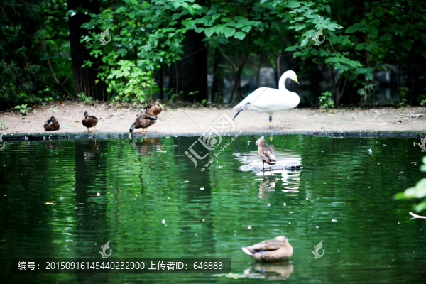 鴨,北京動物園,家禽