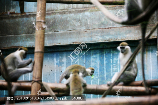 猴子,北京動(dòng)物園,動(dòng)物攝影