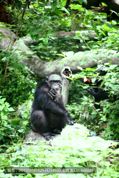 大猩猩,北京動物園,黑色