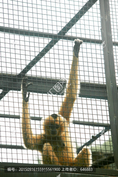 猴子,北京動物園,動物攝影