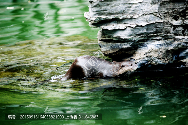 水獺,北京動物園,動物
