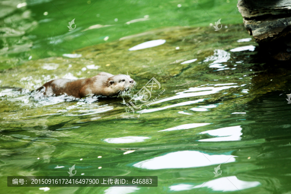水獺,北京動物園,動物