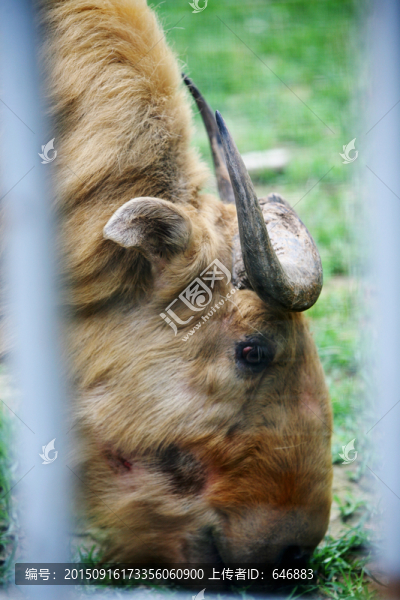 羊,北京動(dòng)物園