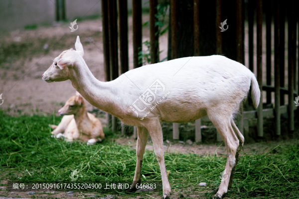 白鹿,北京動(dòng)物園,養(yǎng)殖