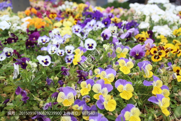 鮮花