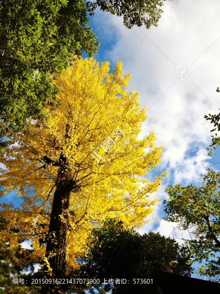 楓葉,紅葉