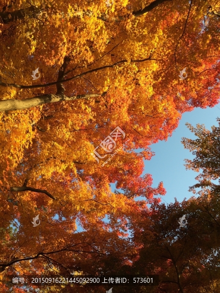 楓葉,紅葉