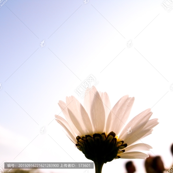 波斯菊