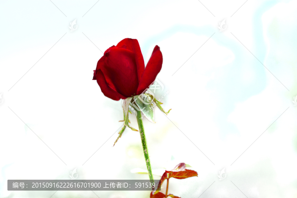 玫瑰